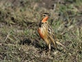 Rosy-breasted longclaw or Rosy-throated longclaw, Macronyx ameliae Royalty Free Stock Photo