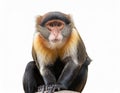 The Rosy-Cheeked Monkey, isolated on a white background. Royalty Free Stock Photo