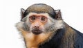 The Rosy-Cheeked Monkey, isolated on a white background. Royalty Free Stock Photo