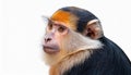 The Rosy-Cheeked Monkey, isolated on a white background. Royalty Free Stock Photo