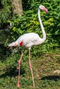 Rosy Chilean flamingo portrait, closeup Royalty Free Stock Photo