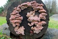 Rosy Conk - Fomitopsis cajanderi