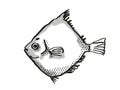 Rosy Deepsea Boarfish Australian Fish Cartoon Retro Drawing Royalty Free Stock Photo