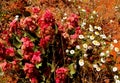 Rosy Dock and Paper Daisy flowers in the Australian Desert
