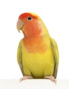 Rosy-faced Lovebird, Agapornis roseicollis Royalty Free Stock Photo