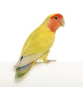 Rosy-faced Lovebird, Agapornis roseicollis Royalty Free Stock Photo