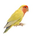 Rosy-faced Lovebird, Agapornis roseicollis Royalty Free Stock Photo