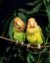 Rosy Faced Lovebird, agapornis roseicollis, Adults standing on Branch Royalty Free Stock Photo