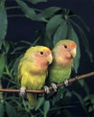 Rosy Faced Lovebird, agapornis roseicollis, Adults standing on Branch Royalty Free Stock Photo