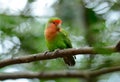 Rosy-faced lovebird (Agapornis roseicollis)