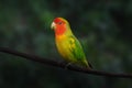 Rosy-faced Lovebird - parrot