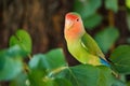 Rosy-faced lovebird or Agapornis roseicollis perches on branch close up Royalty Free Stock Photo