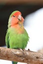 Rosy-faced lovebird agapornis roseicollis Royalty Free Stock Photo