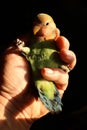 Rosy-faced lovebird, Agapornis roseicollis, posing for a portrait on black background in human nand Royalty Free Stock Photo