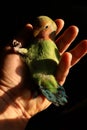 Rosy-faced lovebird, Agapornis roseicollis, posing for a portrait on black background in human nand Royalty Free Stock Photo