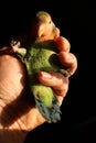 Rosy-faced lovebird, Agapornis roseicollis, posing for a portrait on black background in human nand Royalty Free Stock Photo