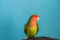 The rosy-faced lovebird Agapornis roseicollis sits on a cage Royalty Free Stock Photo