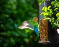 Rosy-Faced Lovebird on Backyard Feeder