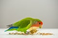 Rosy-faced lovebird eating scattered seeds