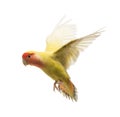 Rosy-faced Lovebird flying Royalty Free Stock Photo