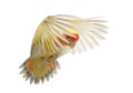 Rosy-faced Lovebird flying Royalty Free Stock Photo