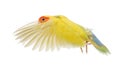 Rosy-faced Lovebird flying Royalty Free Stock Photo