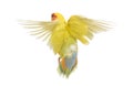 Rosy-faced Lovebird flying Royalty Free Stock Photo