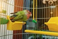 Rosy Faced Lovebird parrot Royalty Free Stock Photo