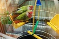 Rosy Faced Lovebird parrot Royalty Free Stock Photo