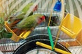 Rosy Faced Lovebird parrot Royalty Free Stock Photo