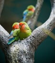 Rosy-faced Lovebirds Royalty Free Stock Photo