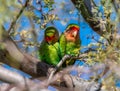 Rosy-faced Lovebirds Cuddling Together Royalty Free Stock Photo