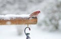 Rosy Fitch perchs on snowy bush.