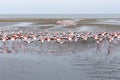 Rosy Flamingo colony in Walvis Bay Namibia Royalty Free Stock Photo