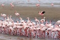 Rosy Flamingo colony in Walvis Bay Namibia Royalty Free Stock Photo