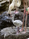 Rosy Flamingo, Phoenicopterus roseus, feeds a small chick on its nest from its beak Royalty Free Stock Photo