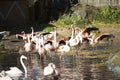 Rosy Flamingo, Phoenicopterus ruber roseus, is dried after a bath