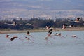 Rosy Flamingo, Phoenicopterus ruber roseus