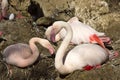 Rosy Flamingo, Phoenicopterus ruber roseus, in the nest