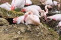 Rosy Flamingo, Phoenicopterus ruber roseus, on nesting