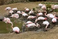 Rosy Flamingo, Phoenicopterus ruber roseus, on nesting