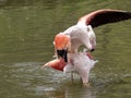 Rosy Flamingo, Phoenicopterus ruber roseus, spring mating