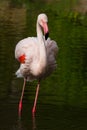 Rosy Flamingo, Phoenicopterus ruber roseus, standing in water