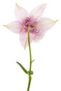 Rosy flower of aquilegia, blossom of catchment closeup, isolated on white background Royalty Free Stock Photo