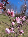 Rosy flowers of peach tree bloom in garden Royalty Free Stock Photo