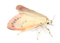 Rosy footman isolated