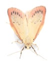 Rosy footman isolated