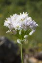 Rosy Garlic (Allium roseum) flower Royalty Free Stock Photo