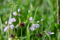 Rosy garlic (allium roseum) flowers Royalty Free Stock Photo