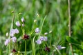 Rosy garlic (allium roseum) flowers Royalty Free Stock Photo